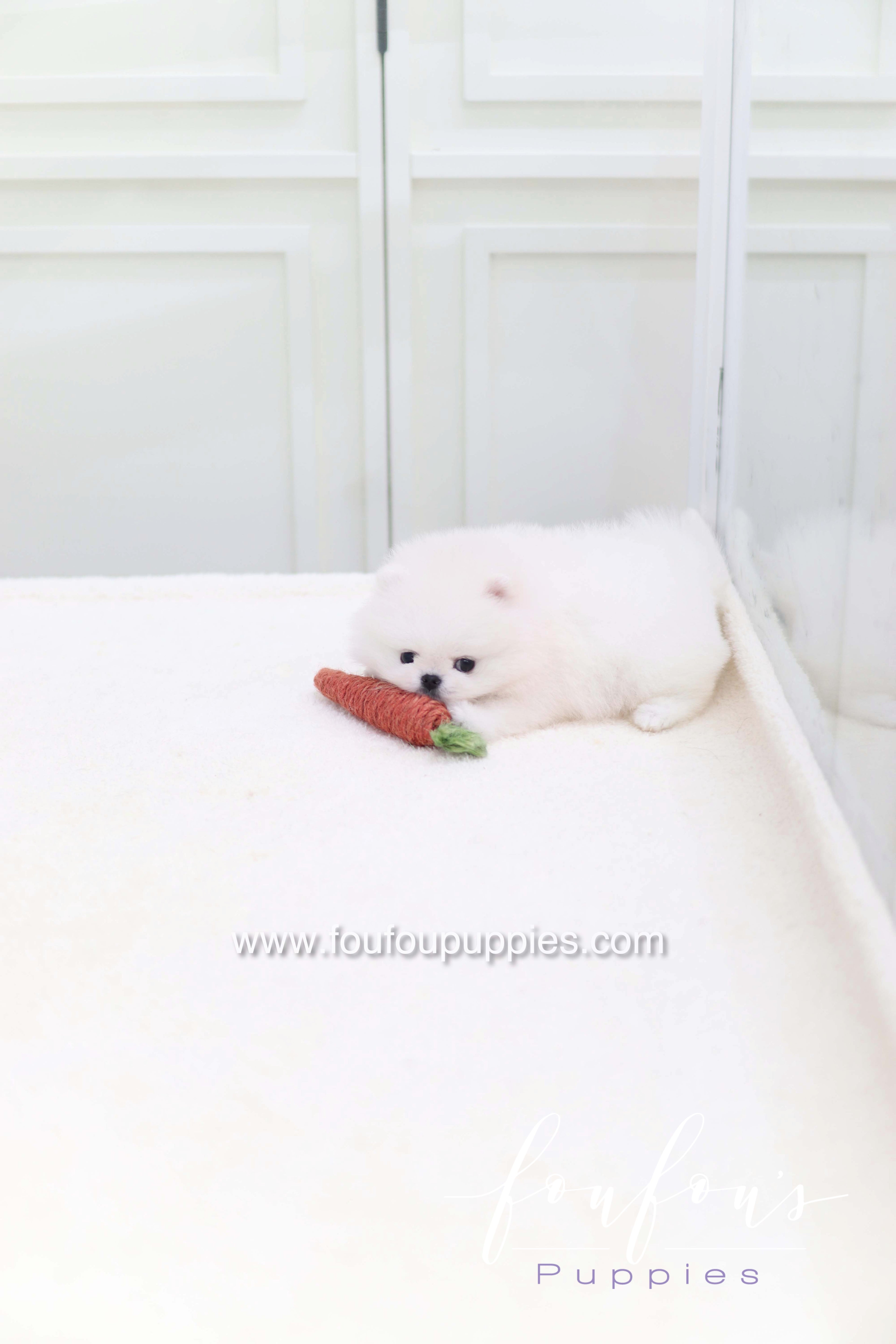 Miss Cotton Candy - Pomeranian F. RESERVED