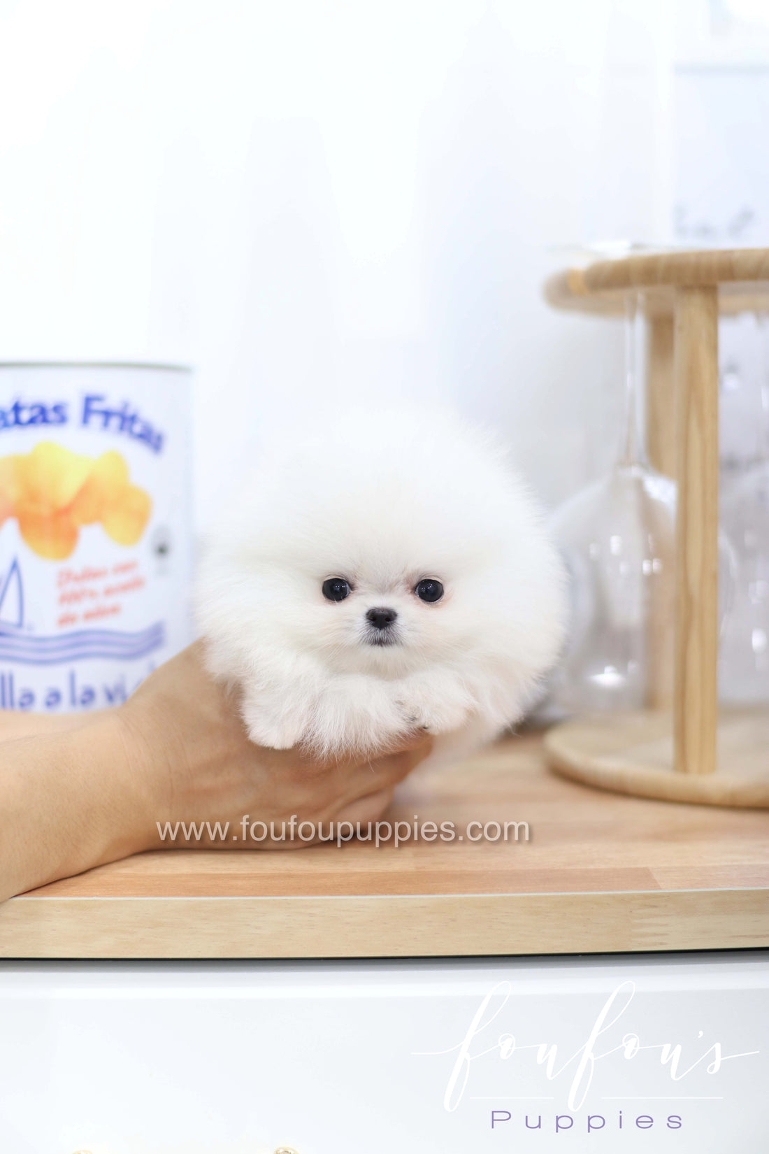 Miss Cloud - Pomeranian F.