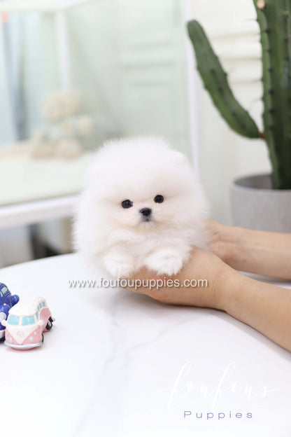 Casper - Pomeranian M.