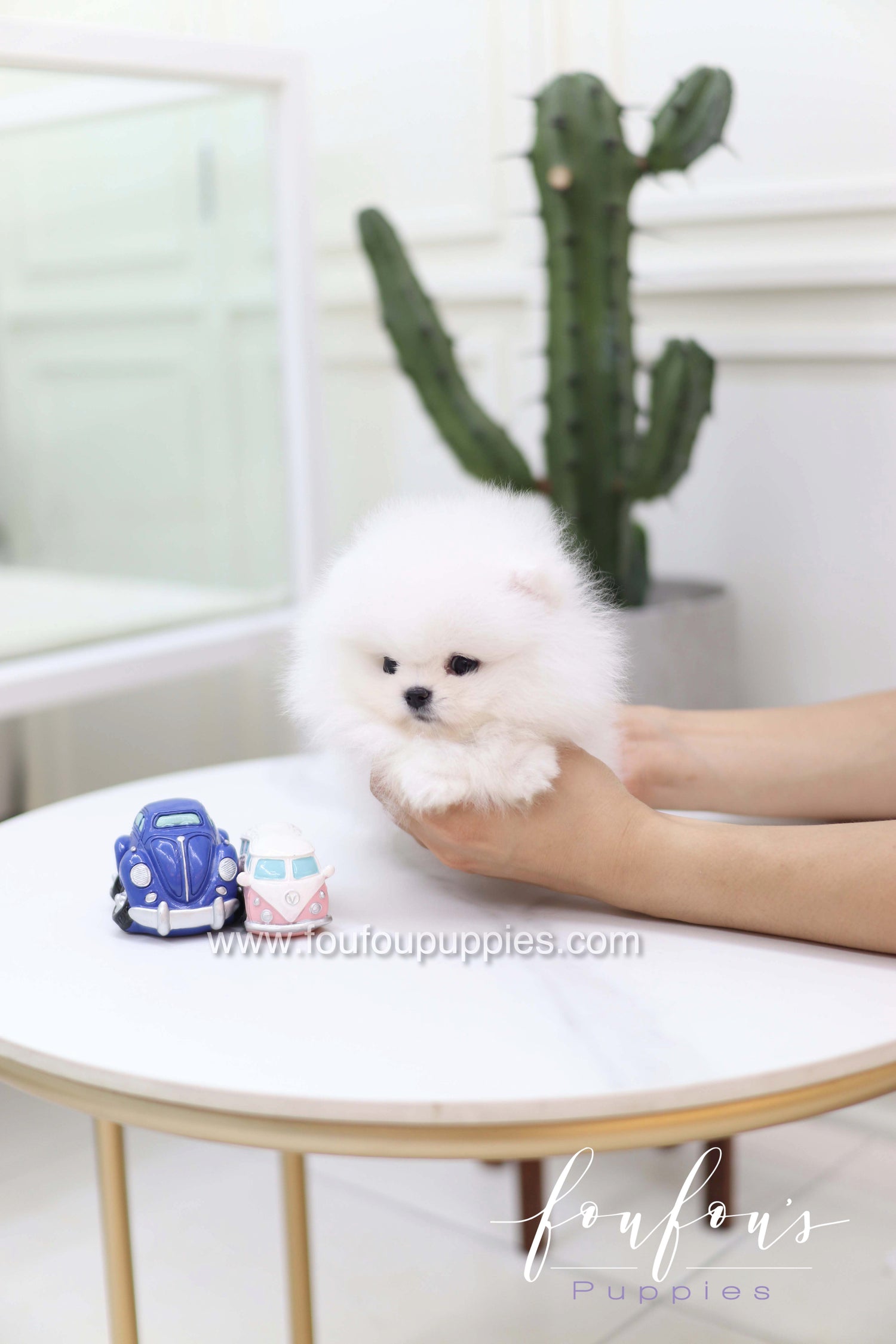 Casper - Pomeranian M.