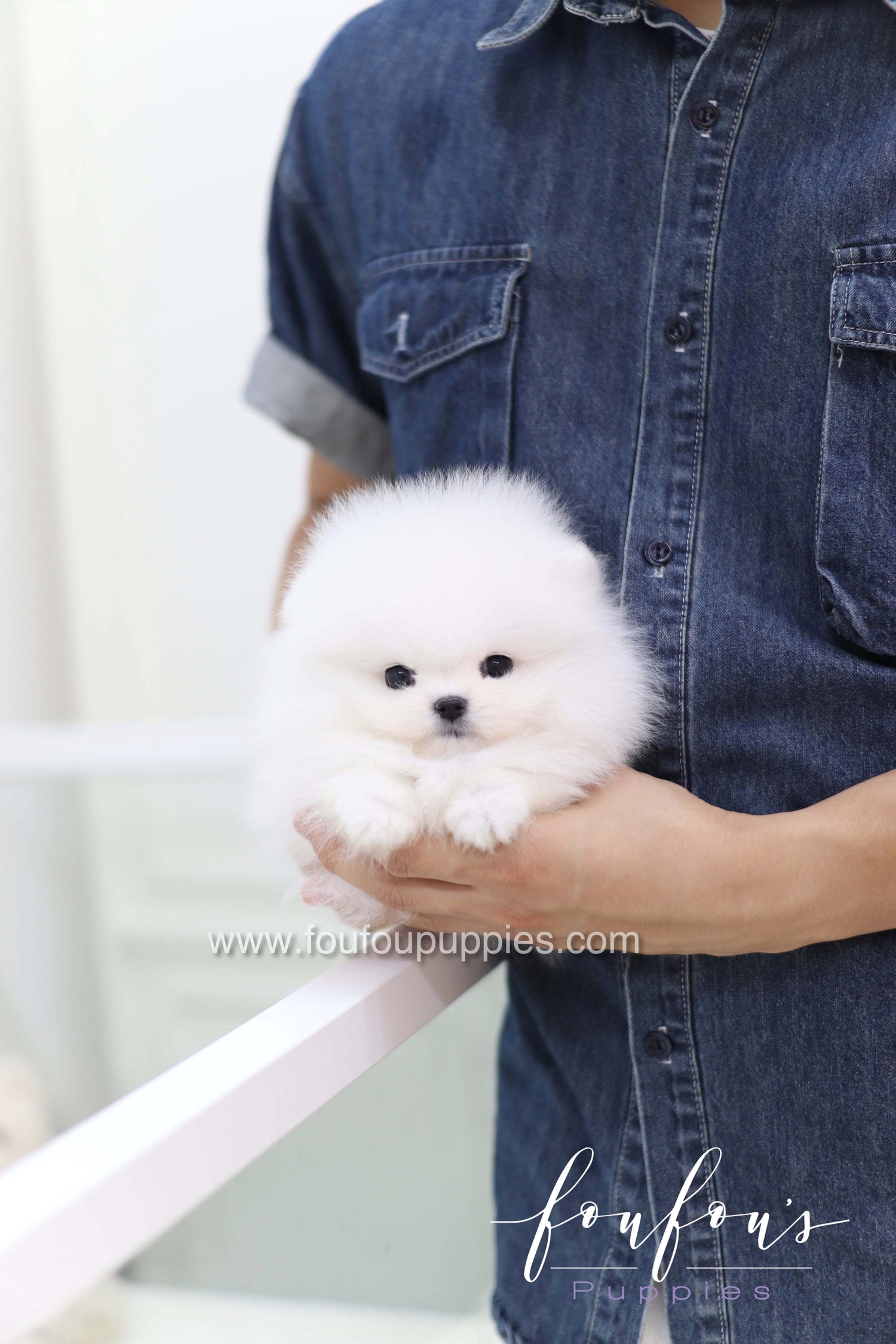 Casper - Pomeranian M.