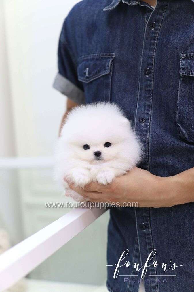A fluffy white Pomeranian puppy being held in the arms of a person wearing a dark blue denim shirt.