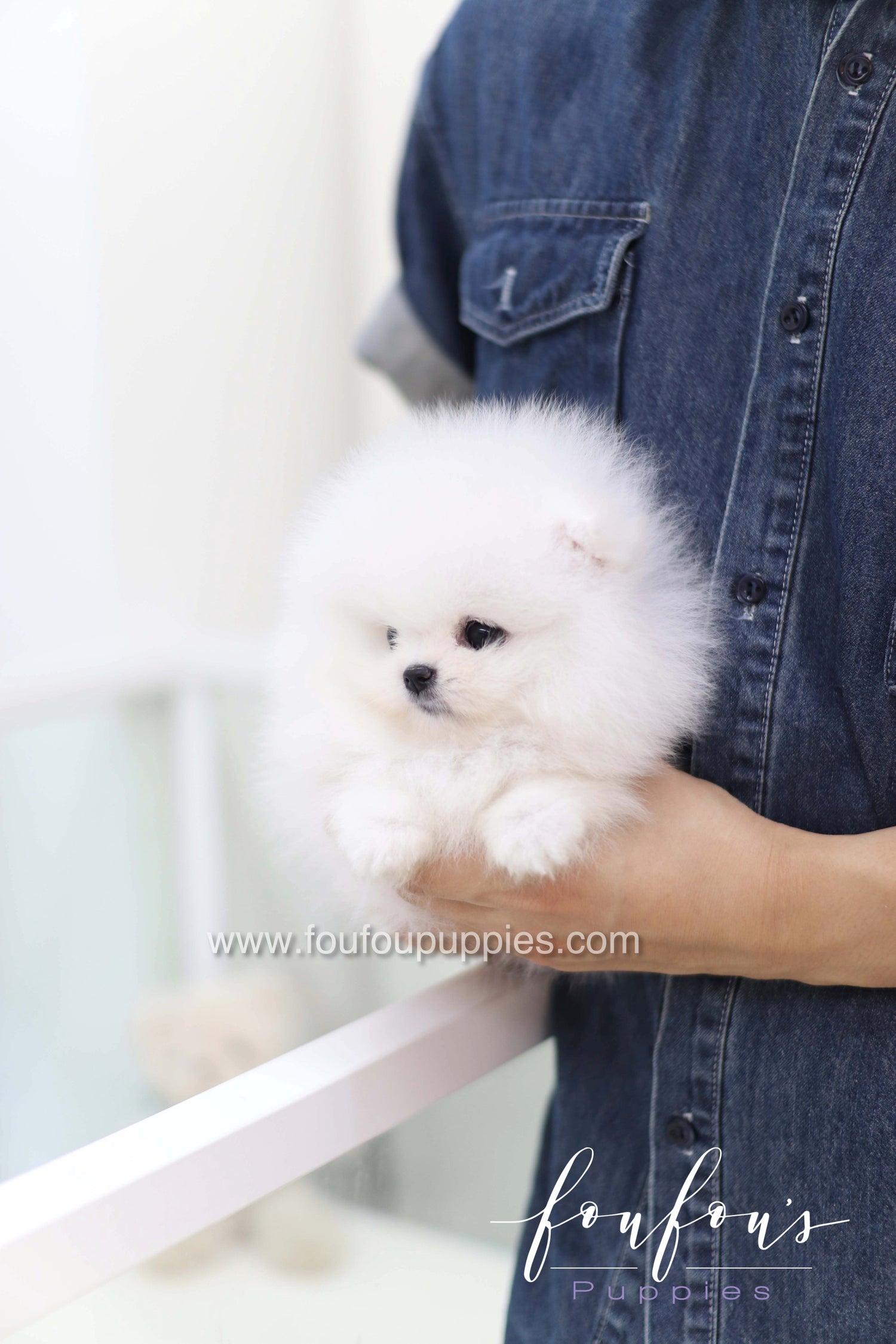 Casper - Pomeranian M.