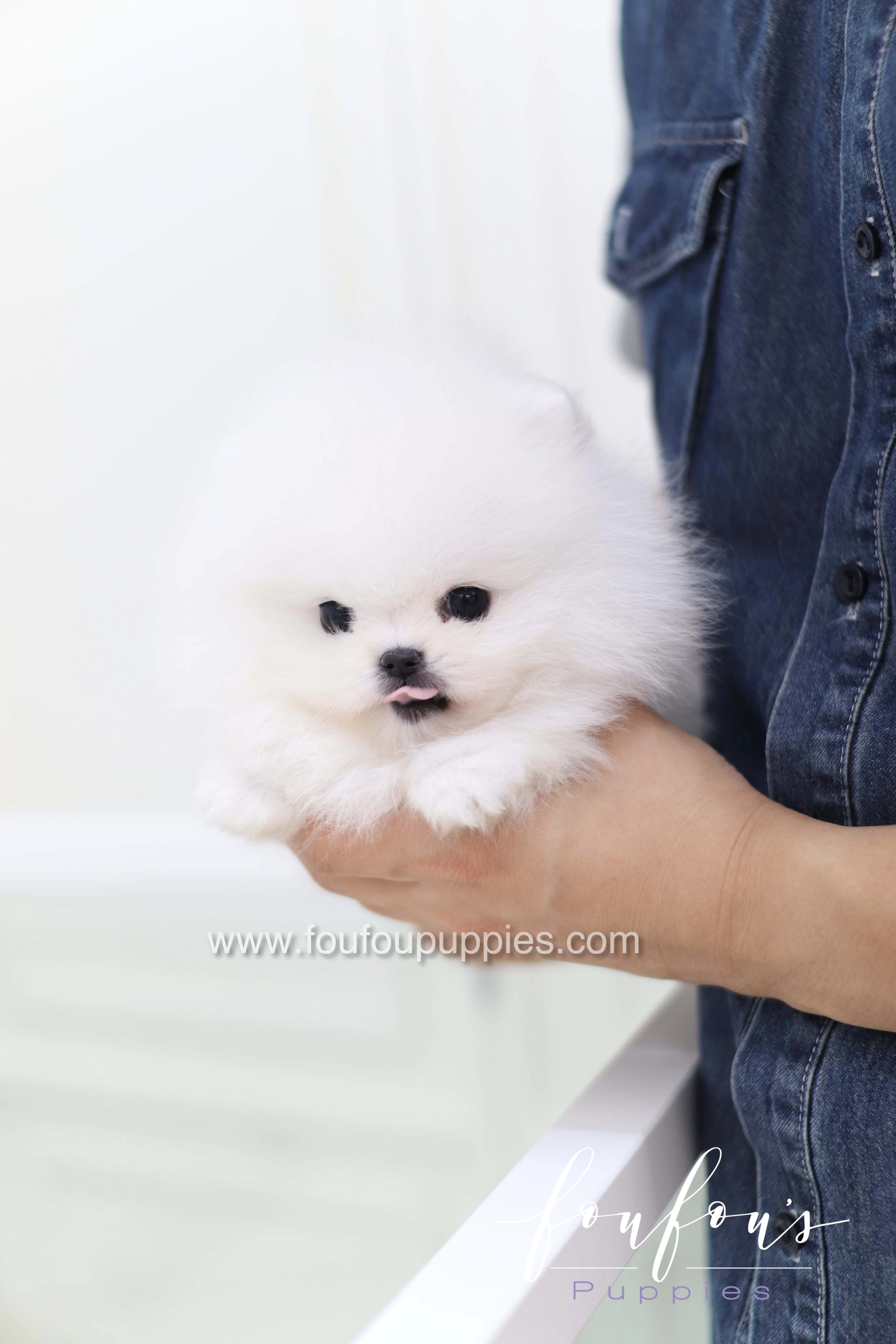 Casper - Pomeranian M.