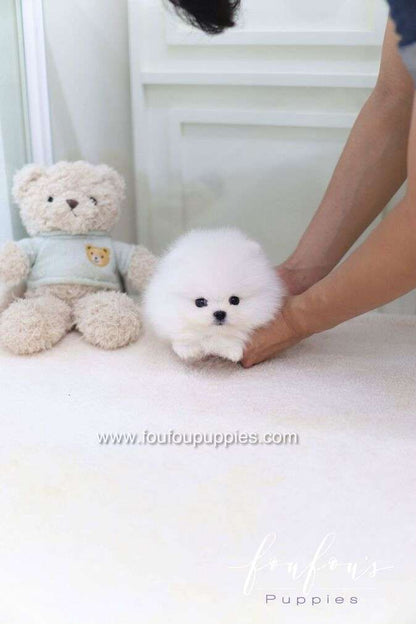 Casper - Pomeranian M.