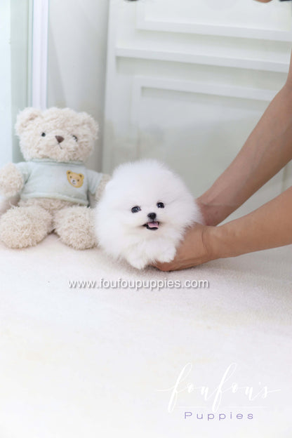 Casper - Pomeranian M.