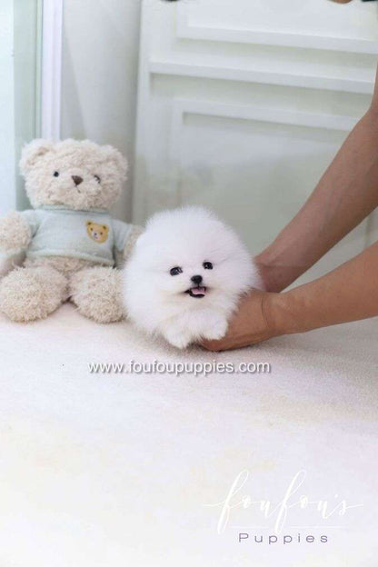 Casper - Pomeranian M.