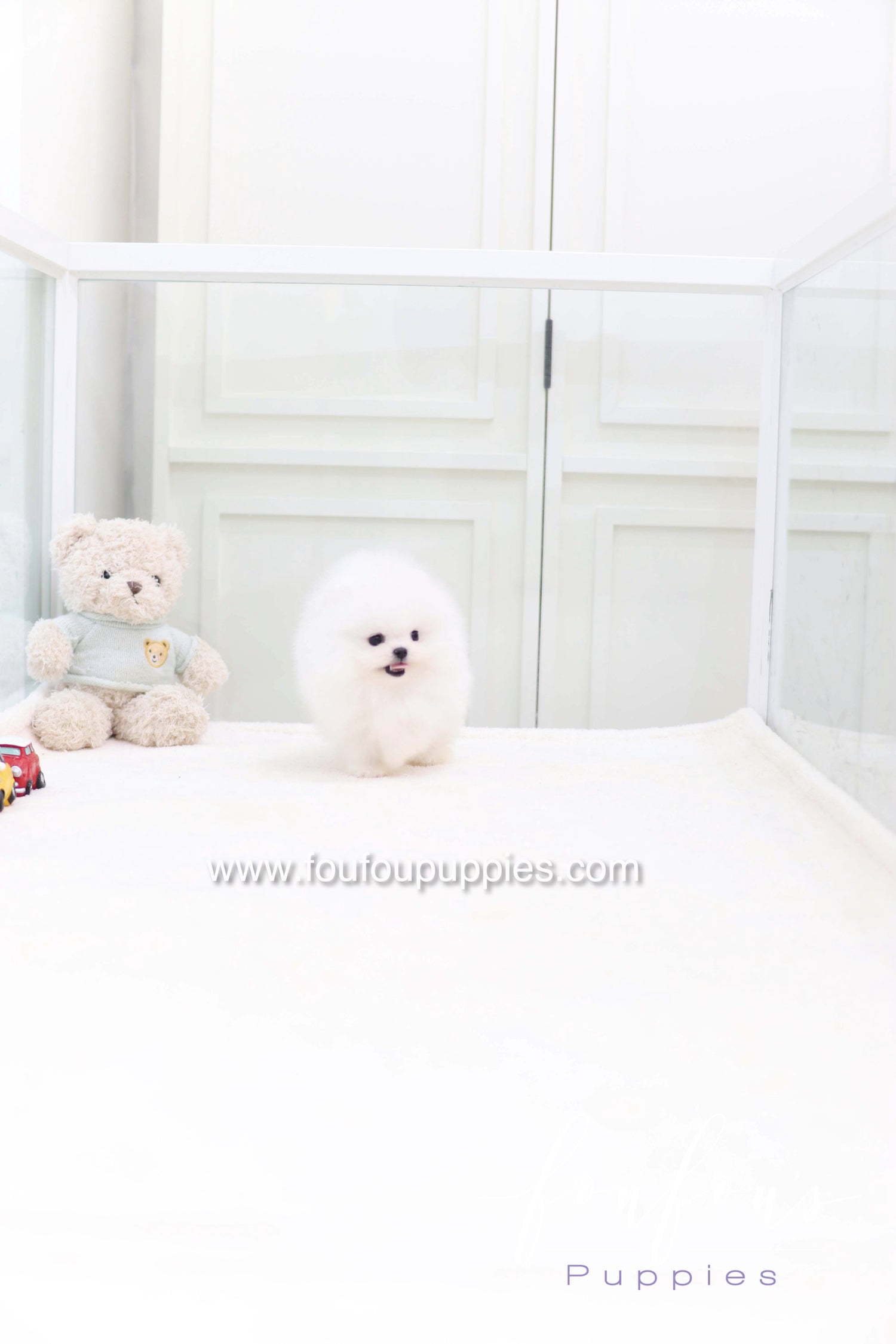 Casper - Pomeranian M.