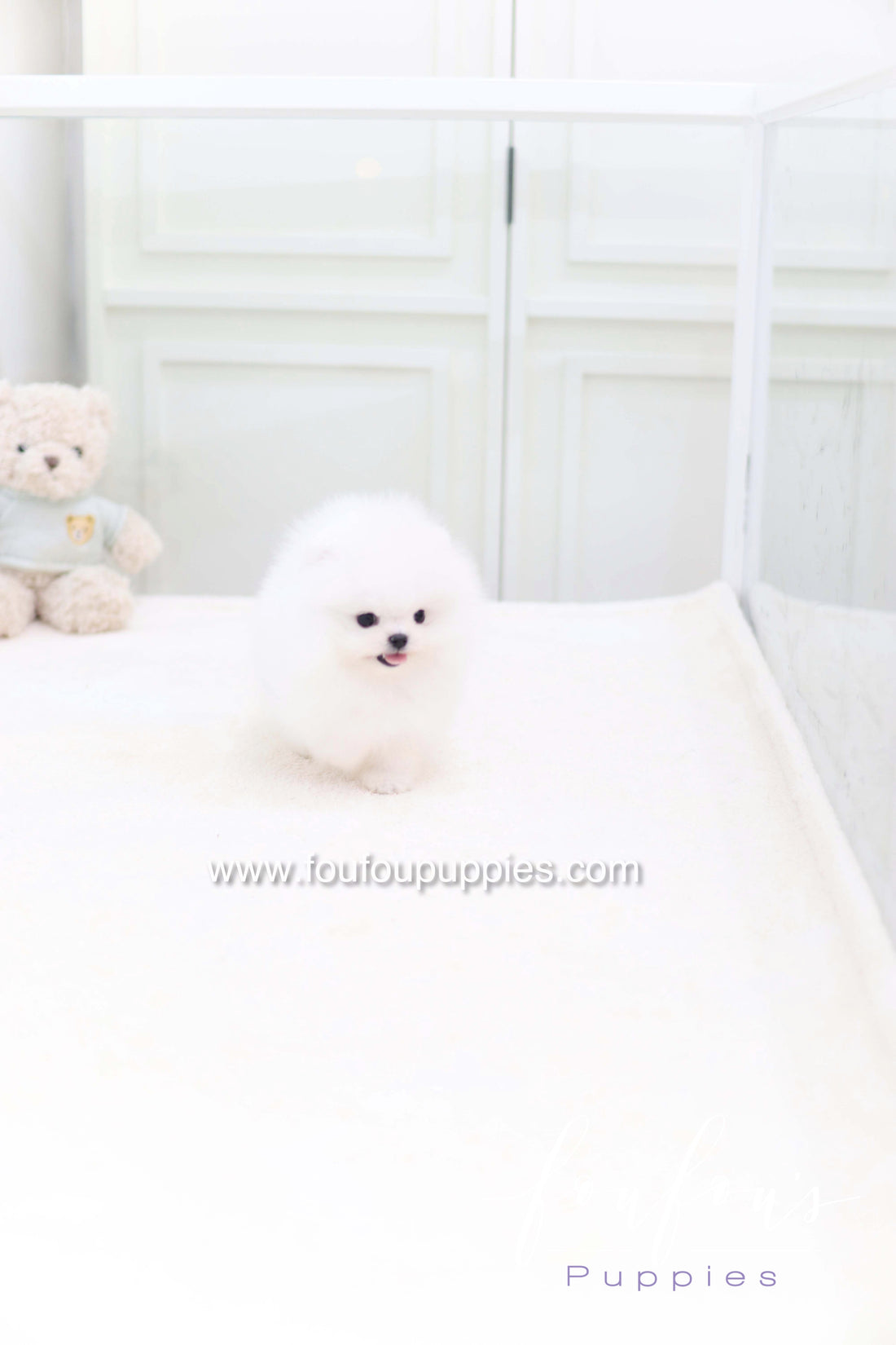 Casper - Pomeranian M.