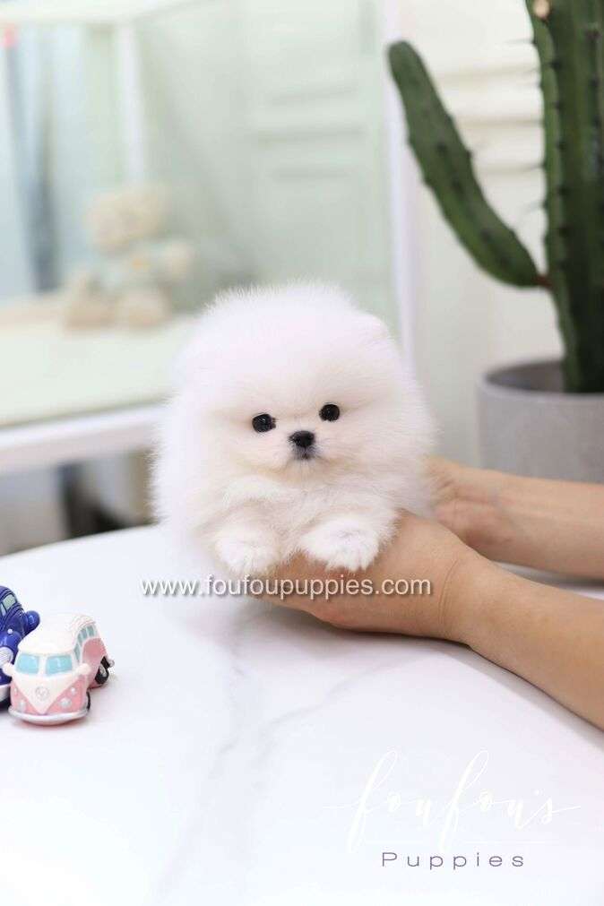 Casper - Pomeranian M.
