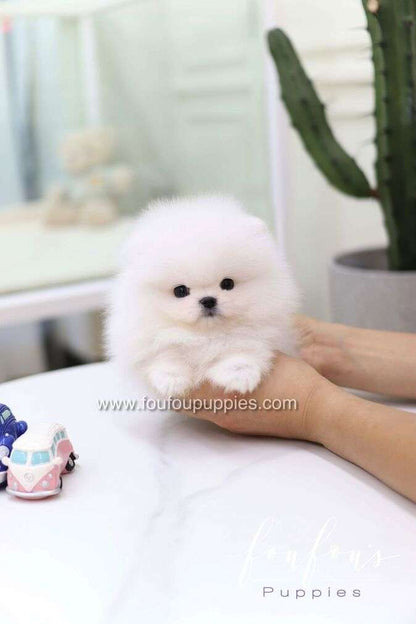 Casper - Pomeranian M.