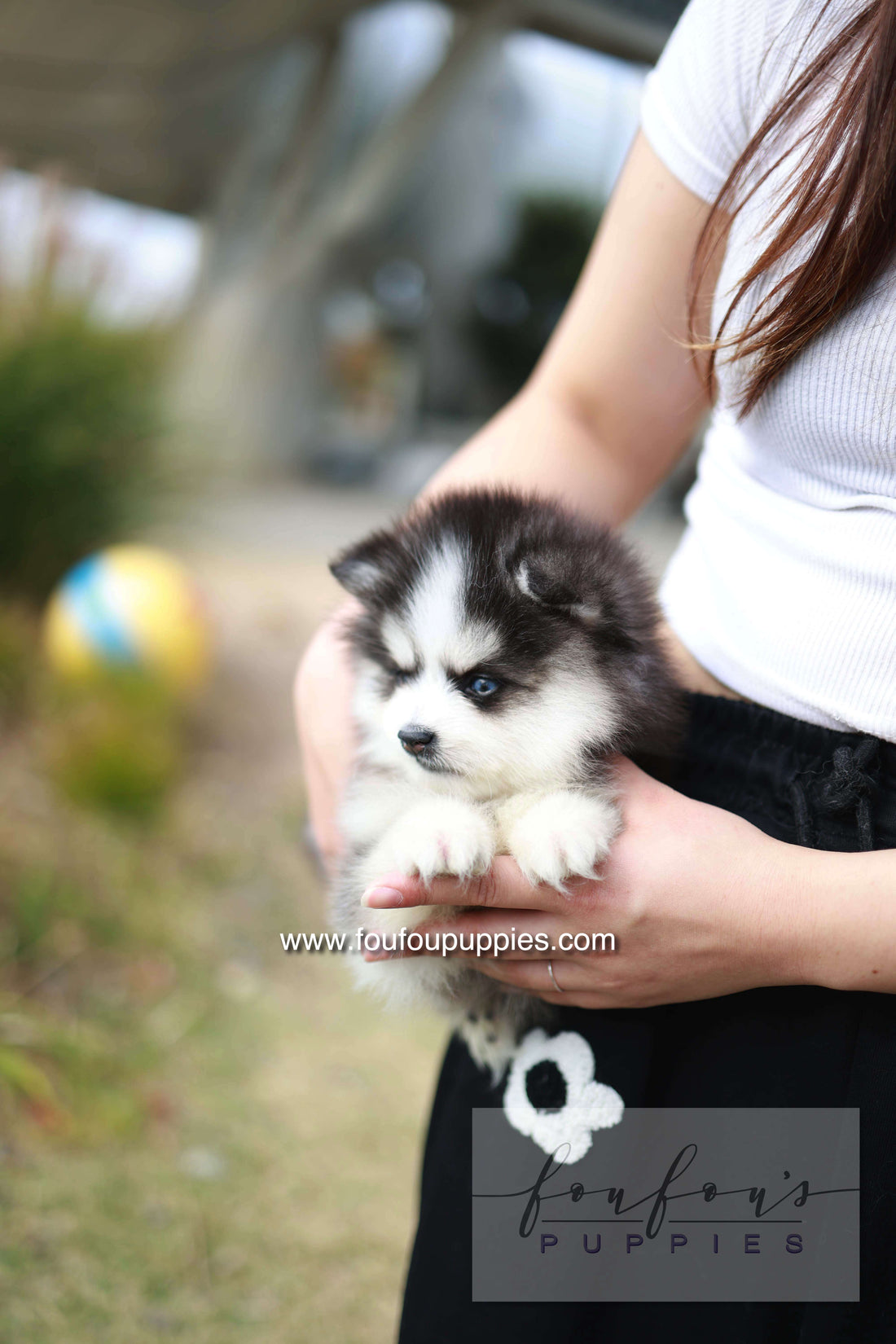 DaVinci - Pomsky M.