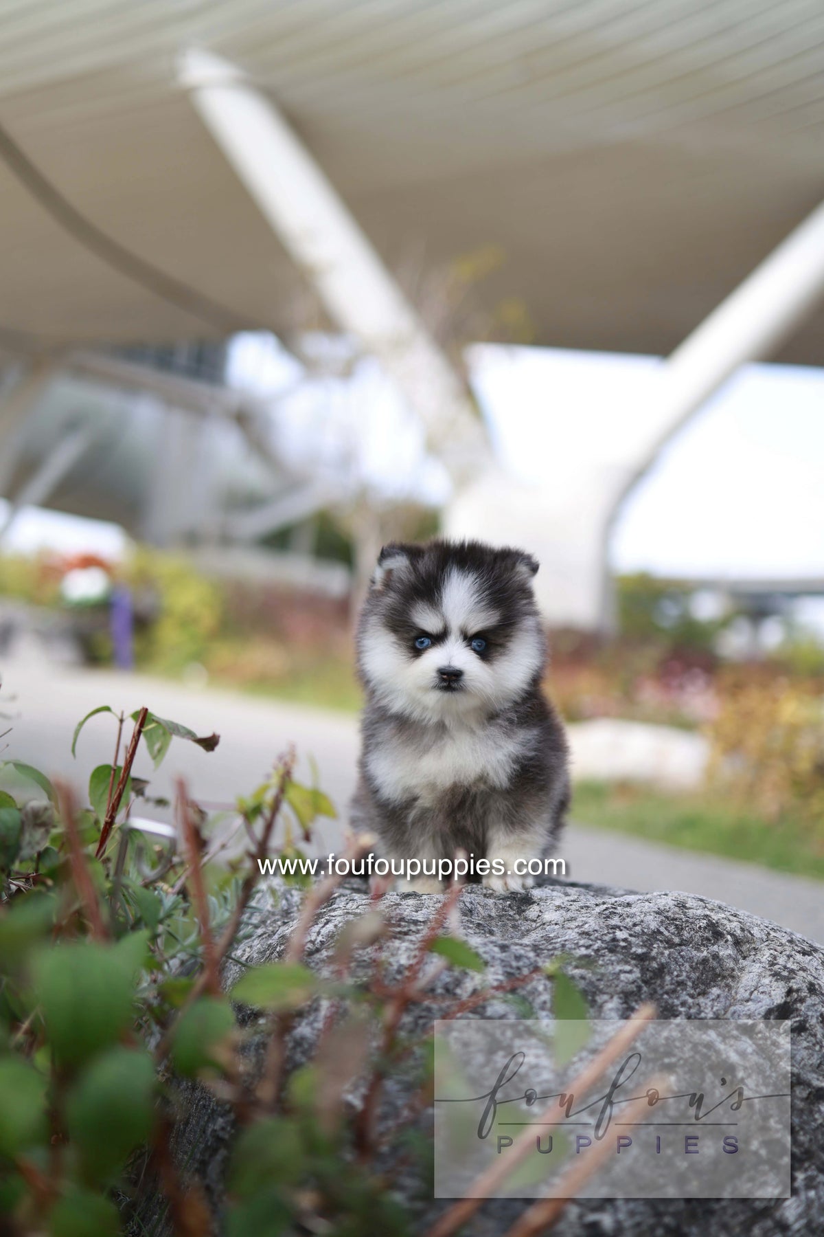 DaVinci - Pomsky M.