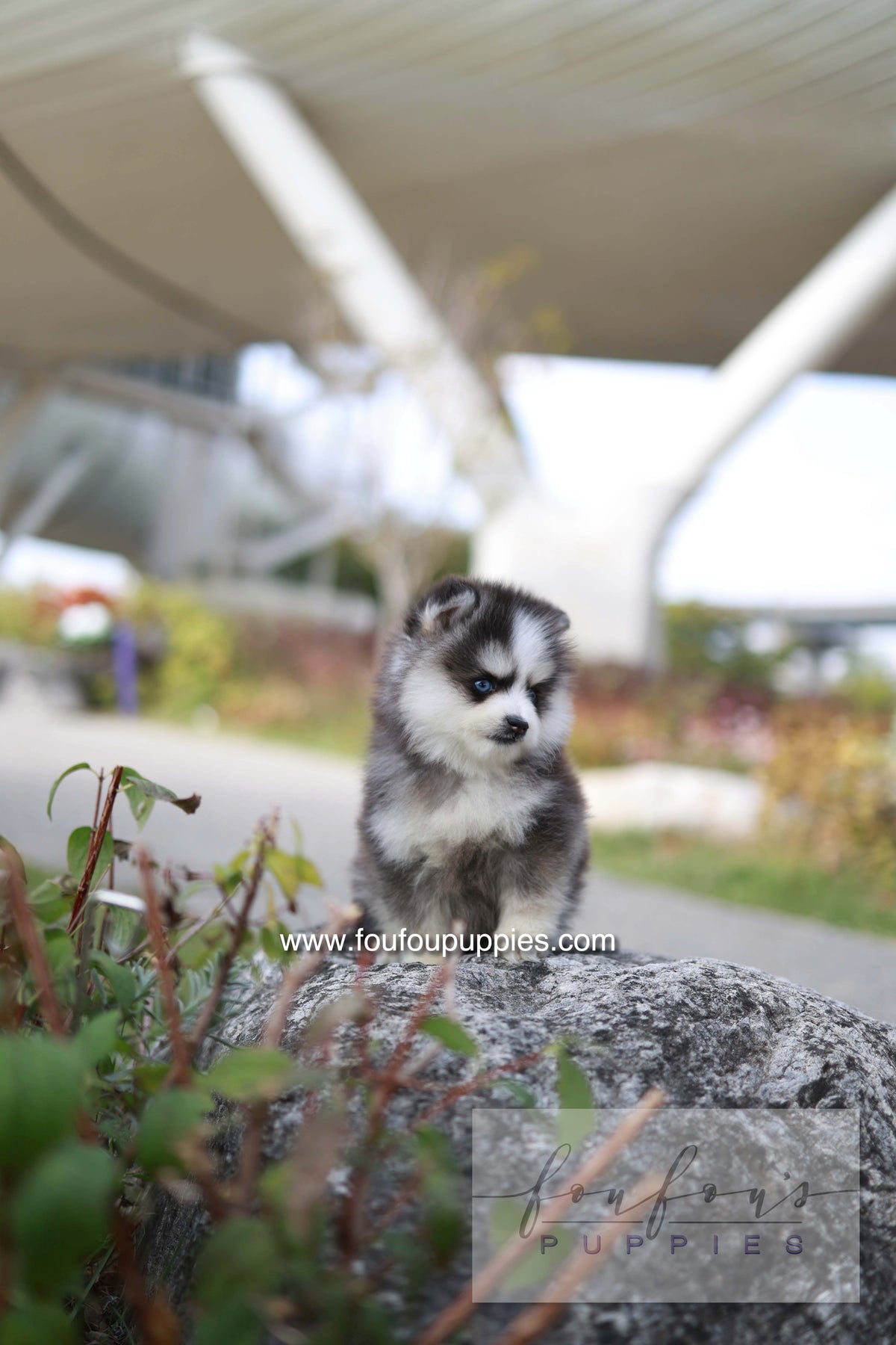 DaVinci - Pomsky M.