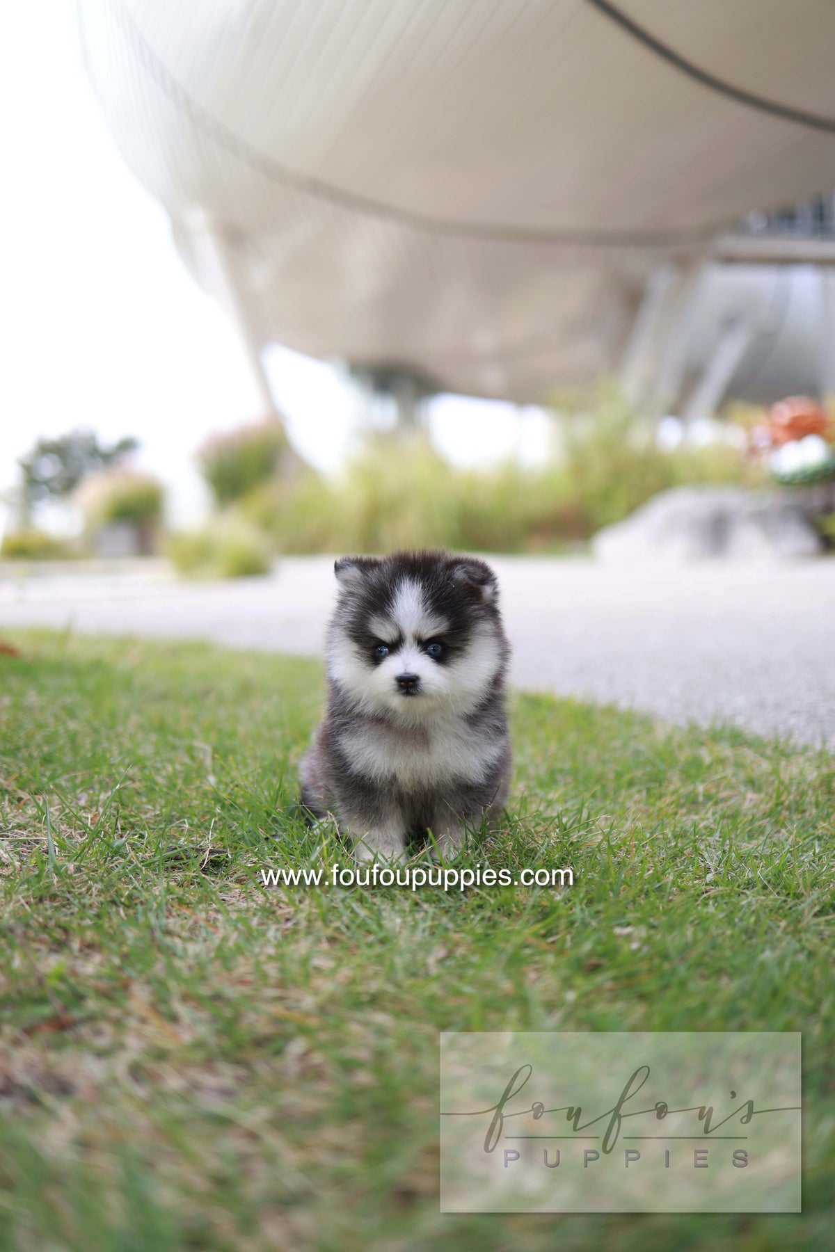 DaVinci - Pomsky M.