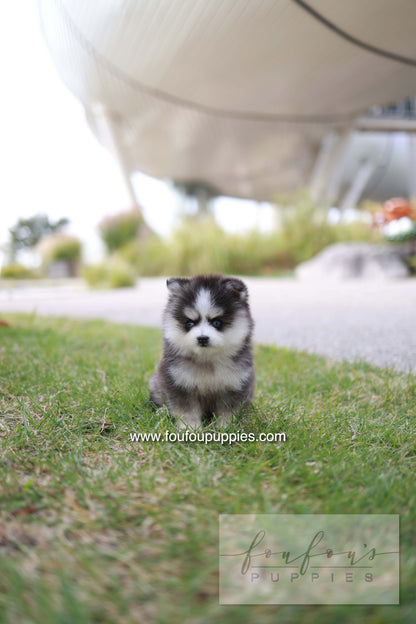 DaVinci - Pomsky M.