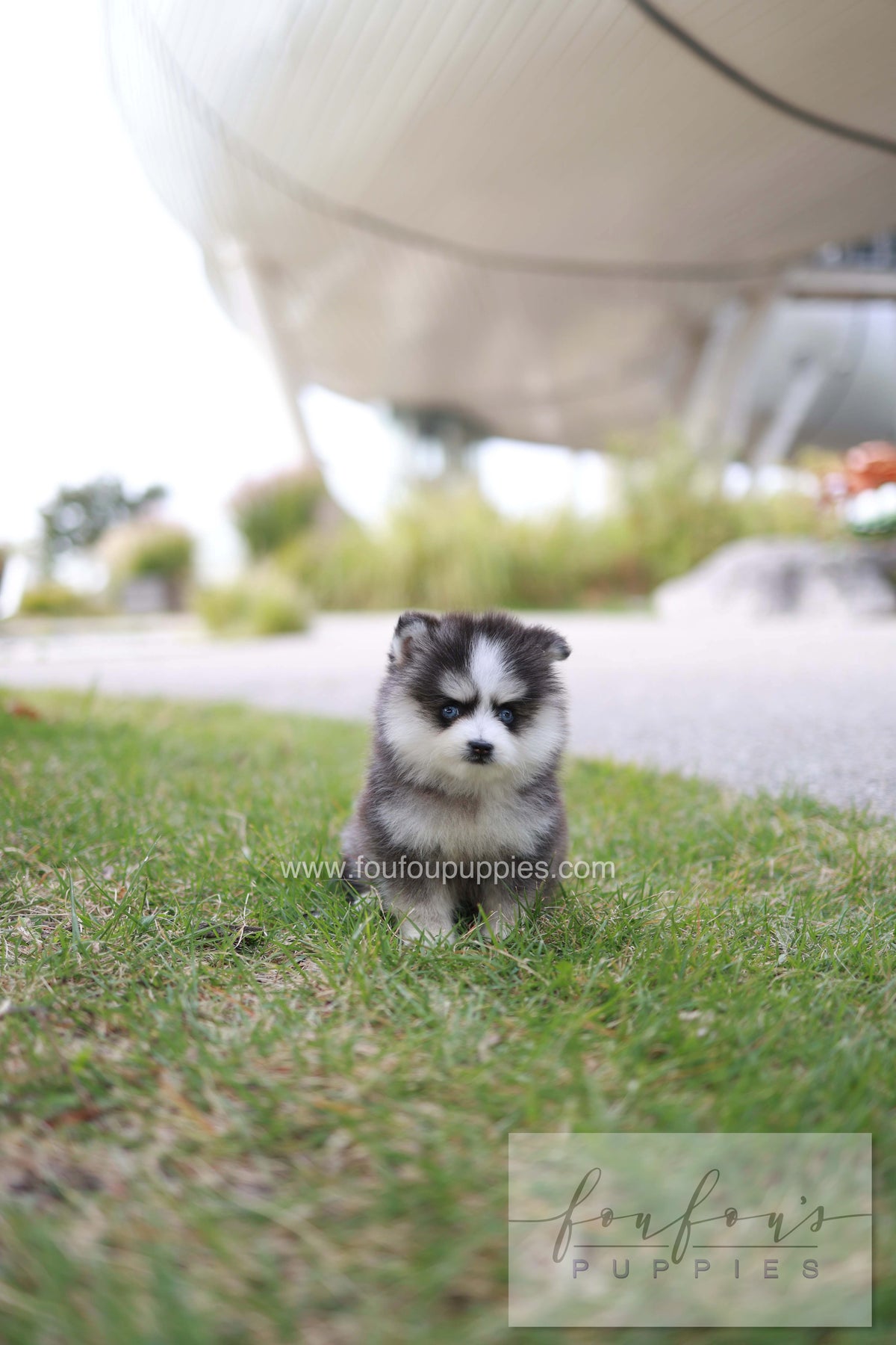 DaVinci - Pomsky M.