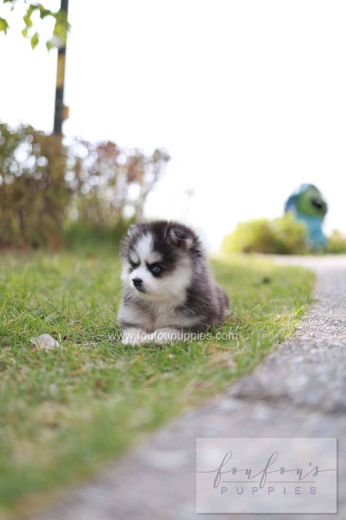 DaVinci - Pomsky M.
