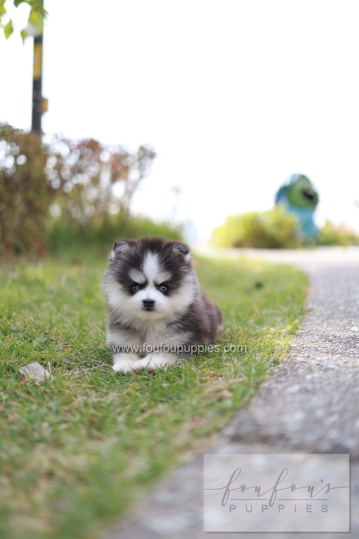DaVinci - Pomsky M.