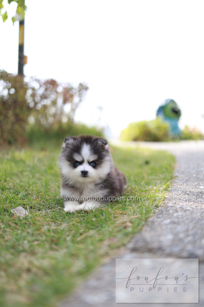 DaVinci - Pomsky M.