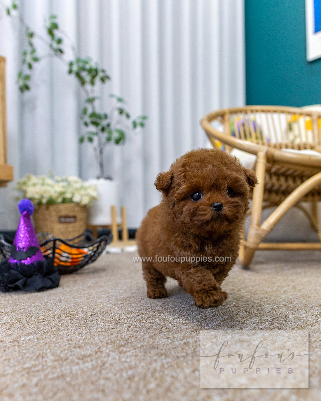 Rosie - Poodle F