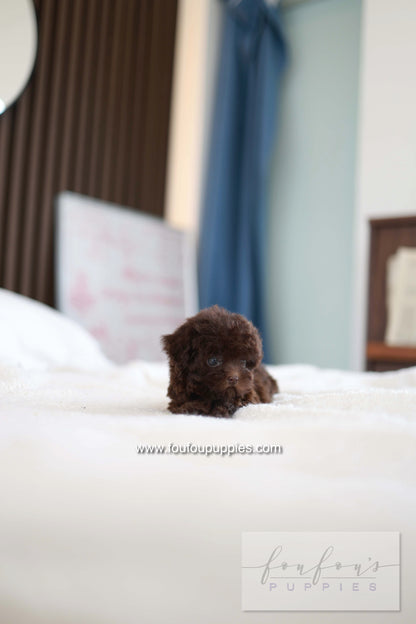 Patchi - Poodle F.