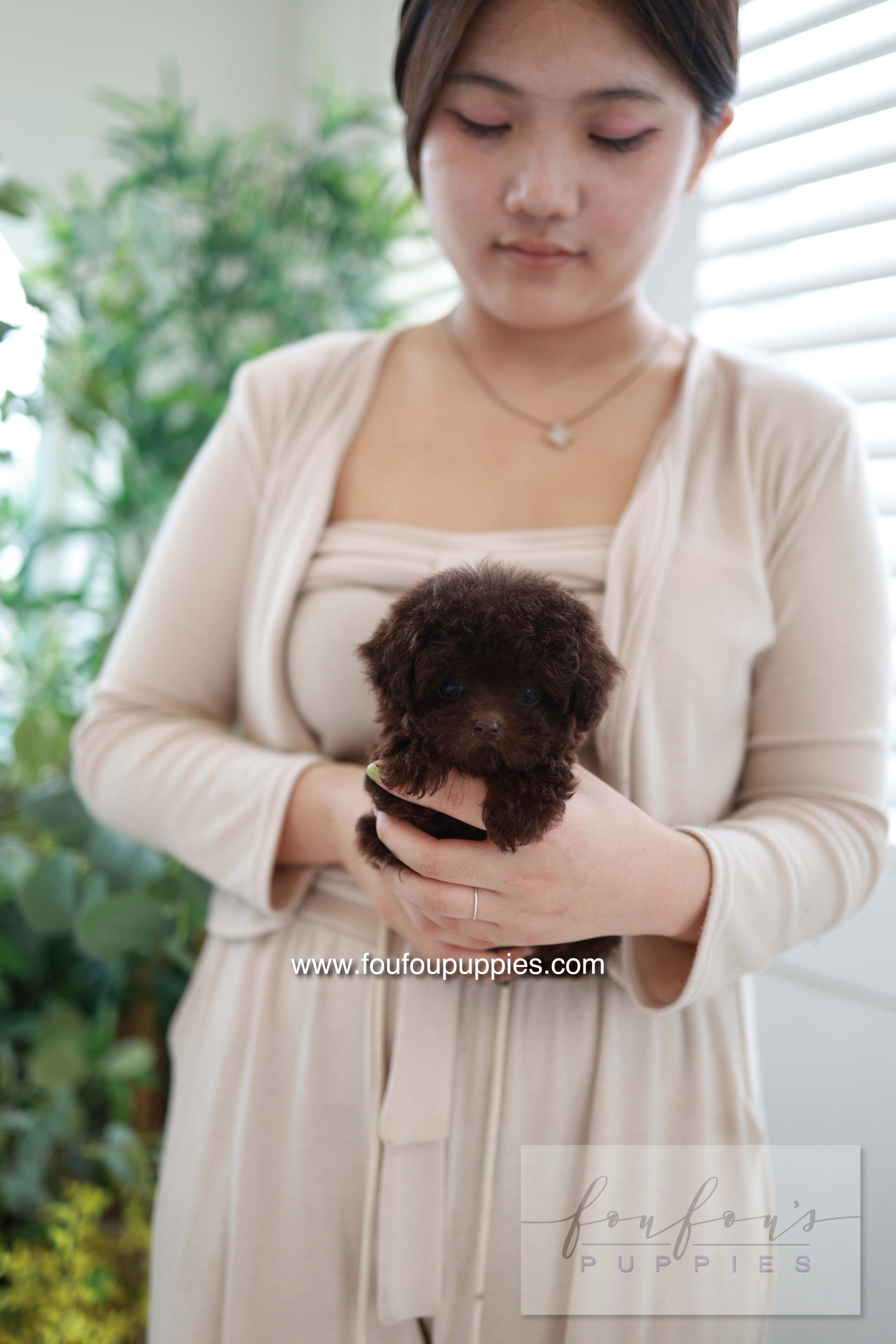 Patchi - Poodle F.