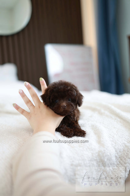 Patchi - Poodle F.