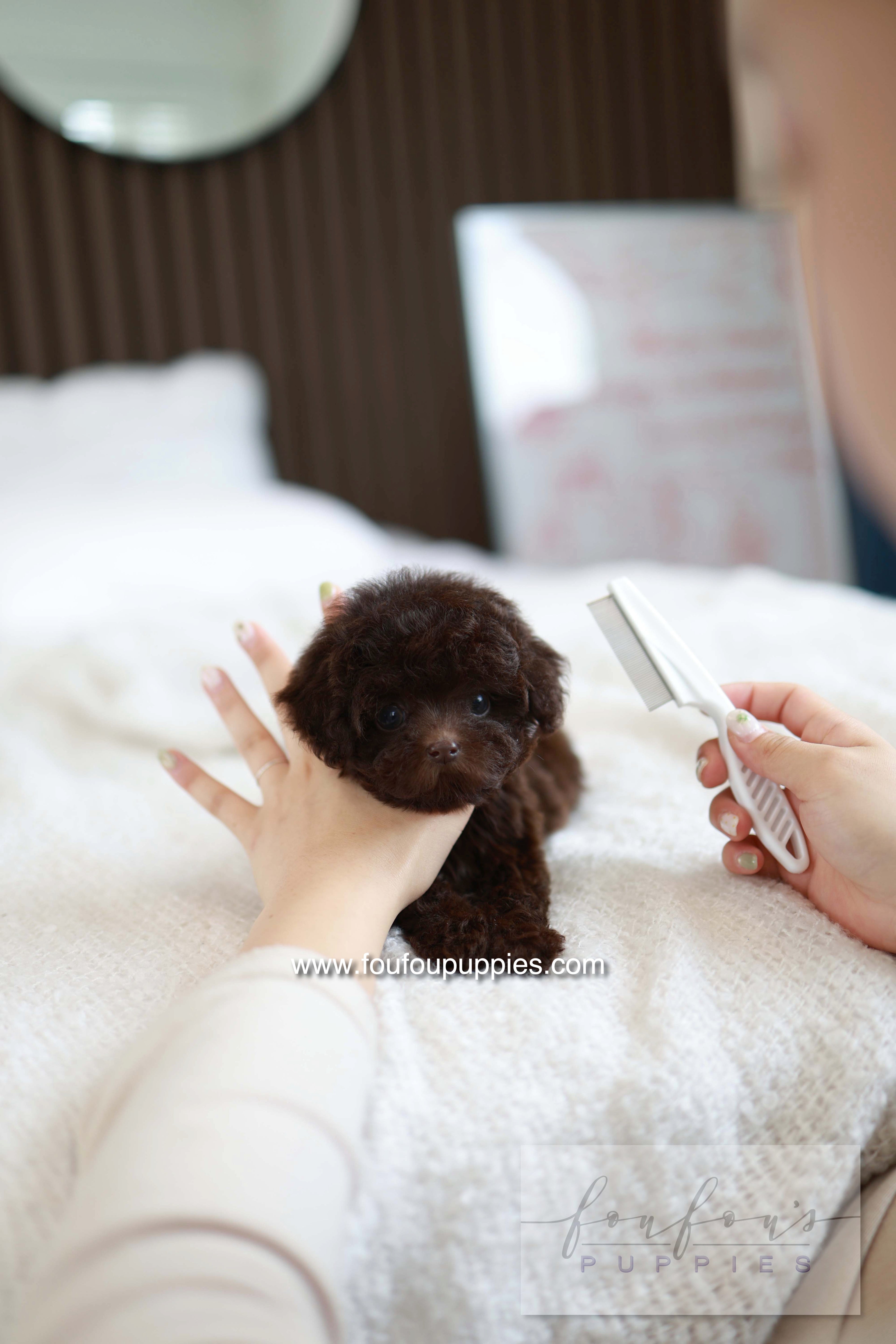 Patchi - Poodle F.