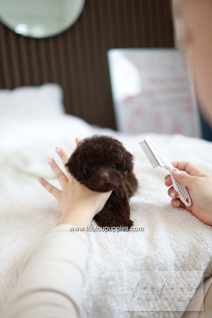 Patchi - Poodle F.