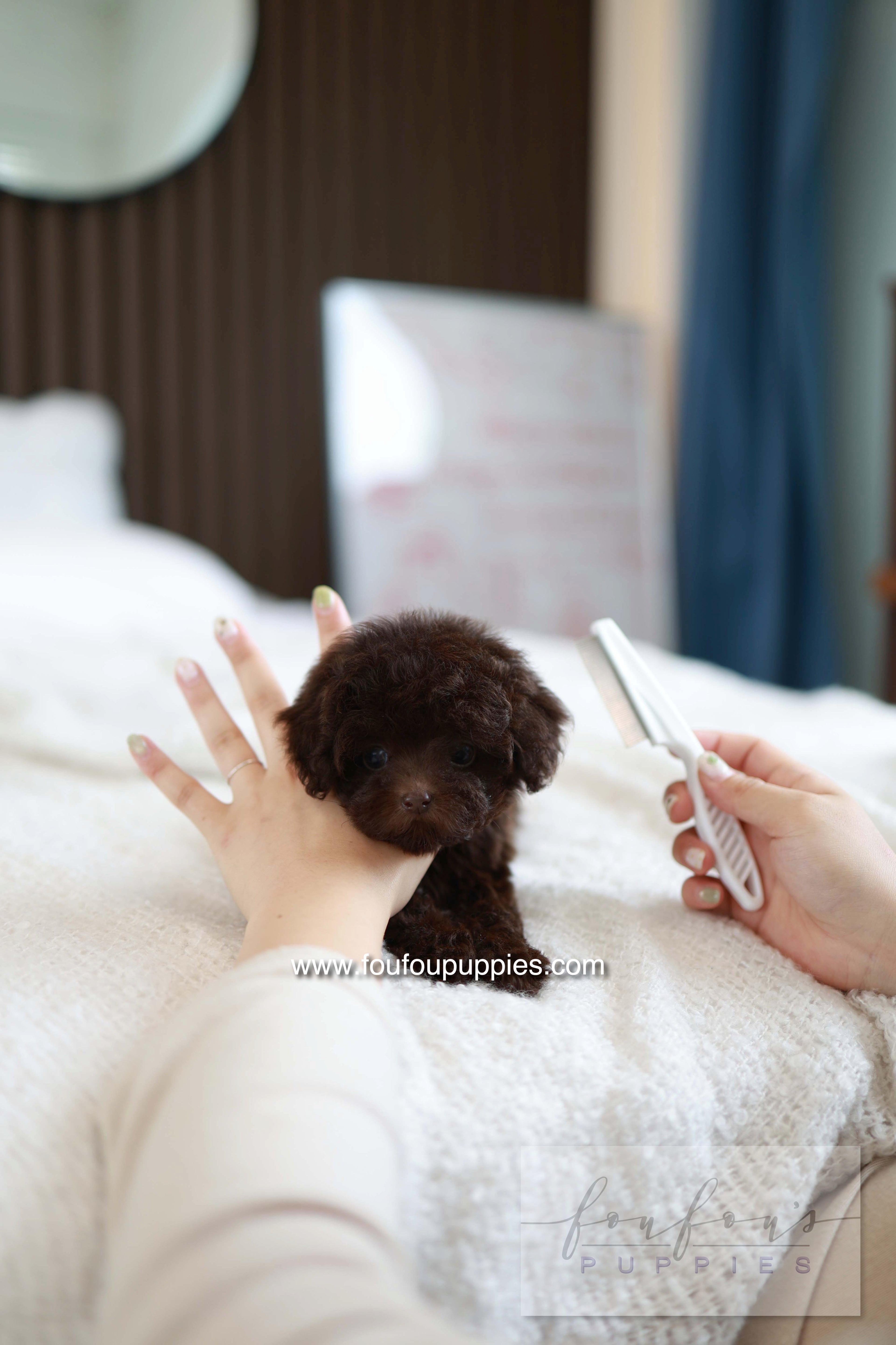 Patchi - Poodle F.