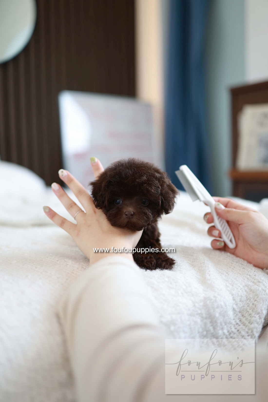 Patchi - Poodle F.