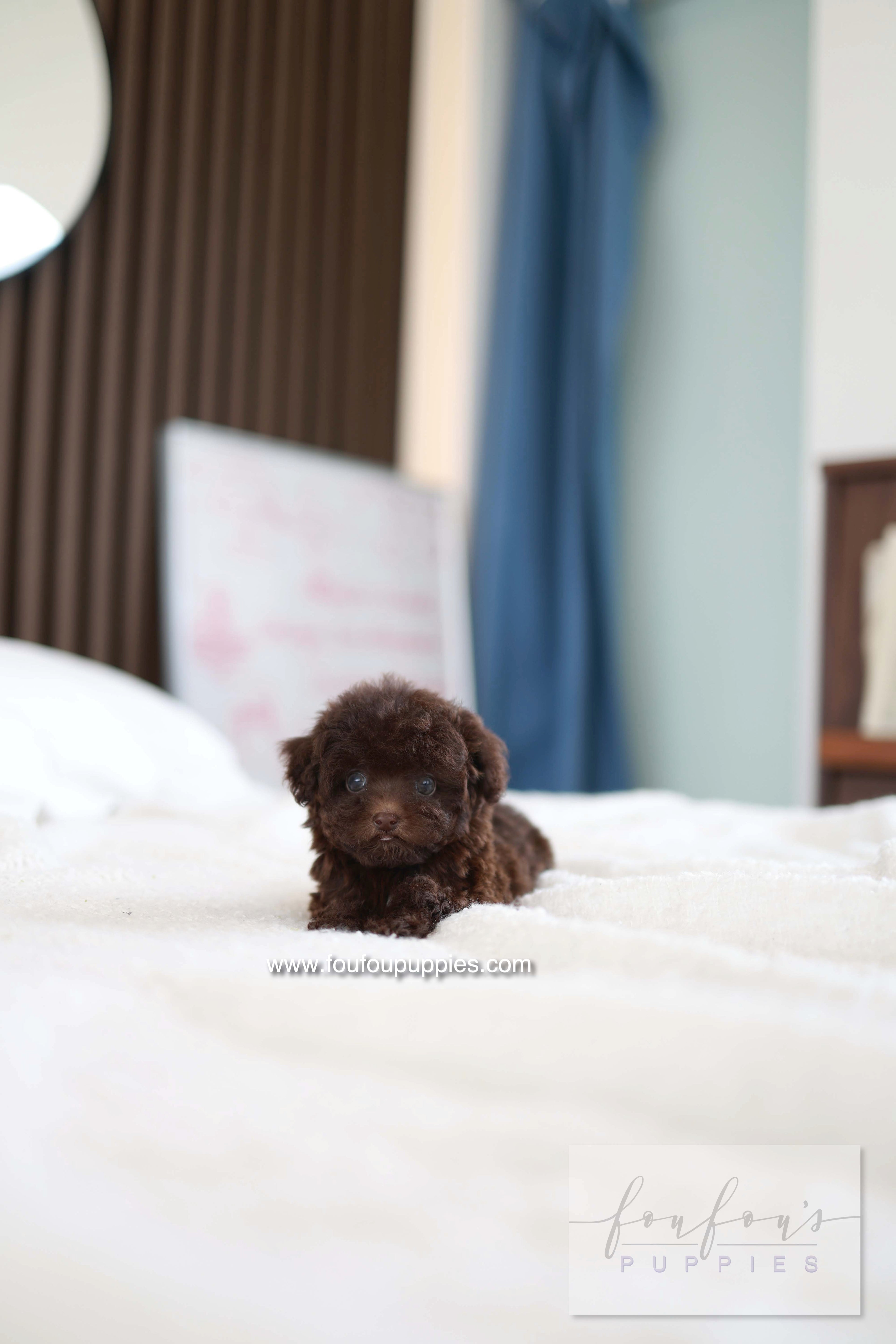 Patchi - Poodle F.