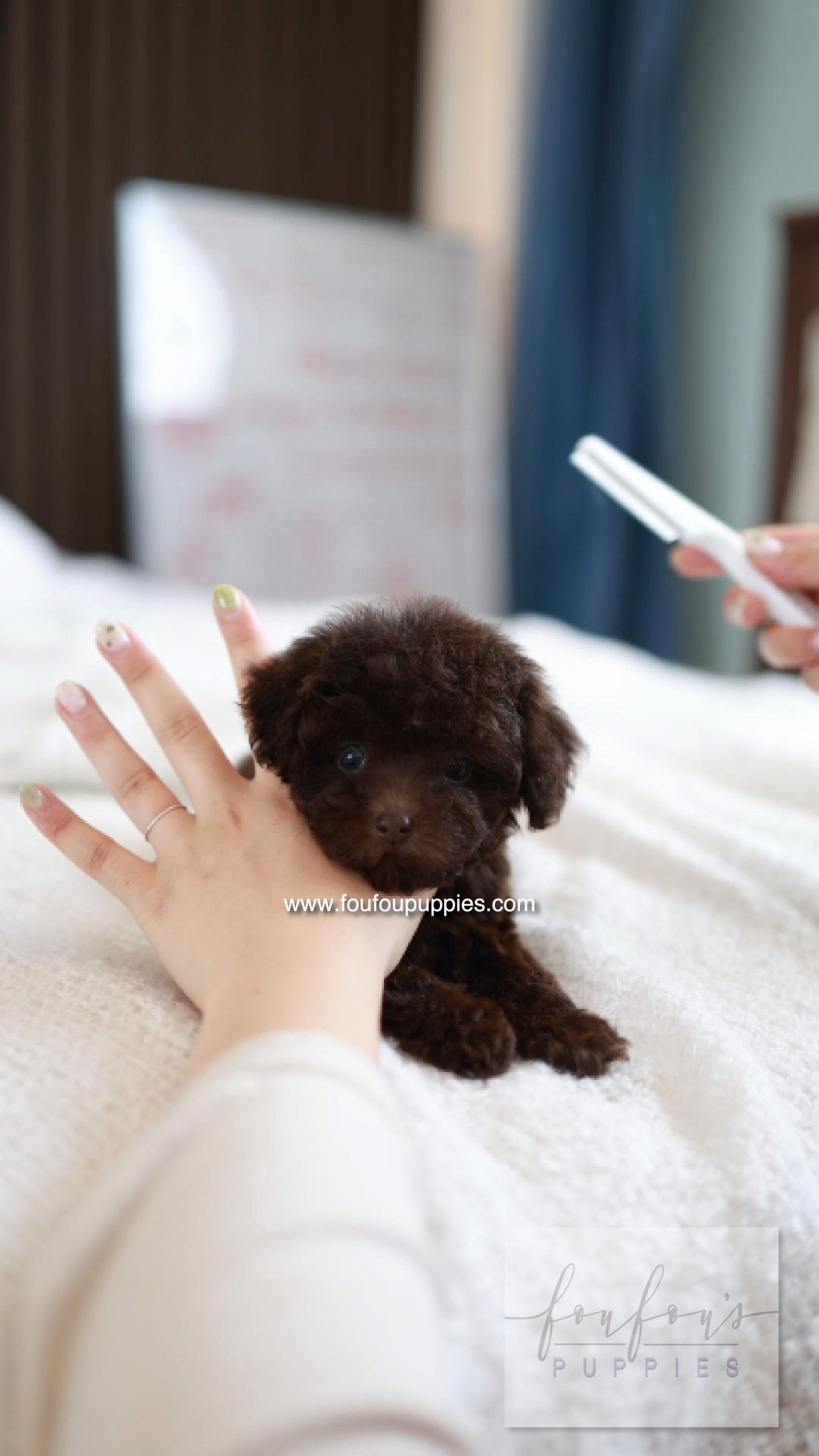 Patchi - Poodle F.