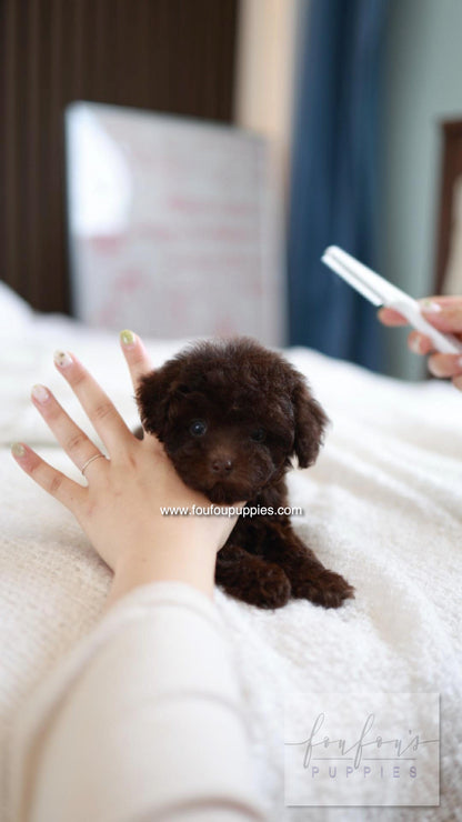 Patchi - Poodle F.