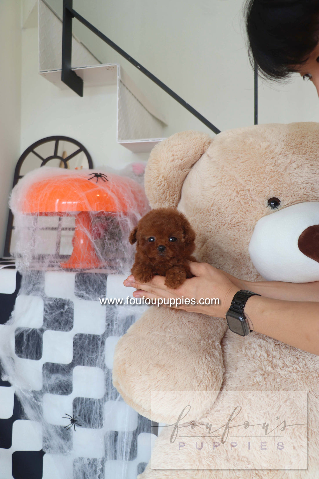 Teddy - Poodle M.