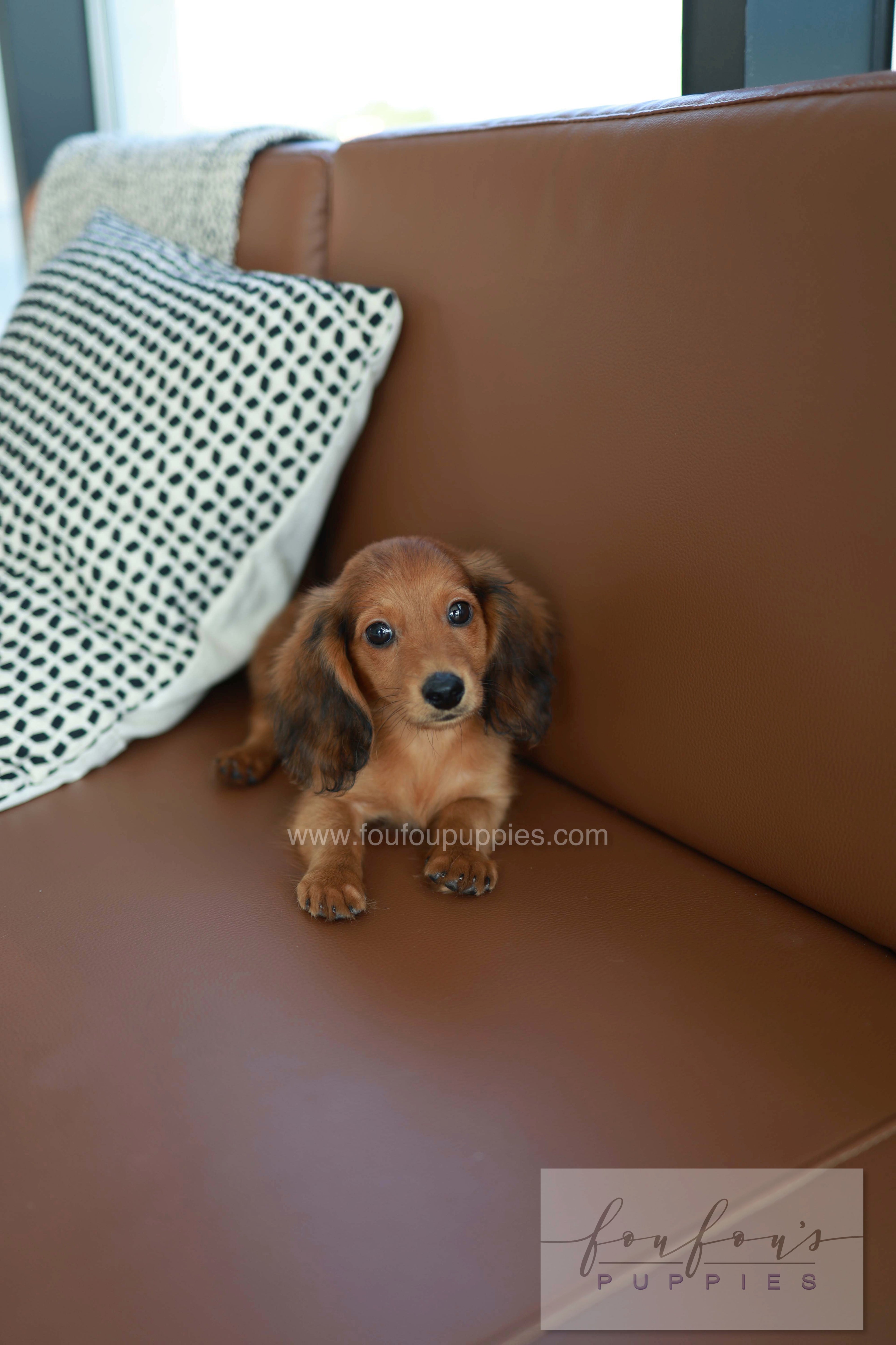 Chester - Dachshund M.