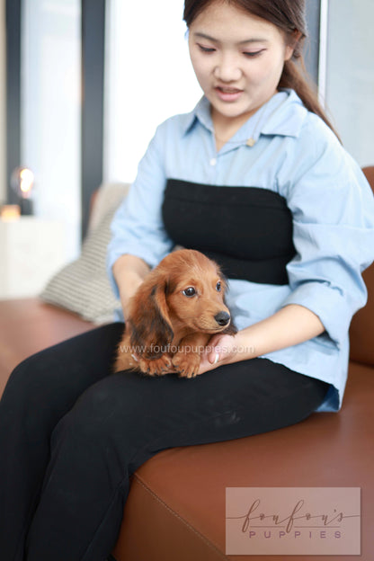 Chester - Dachshund M.