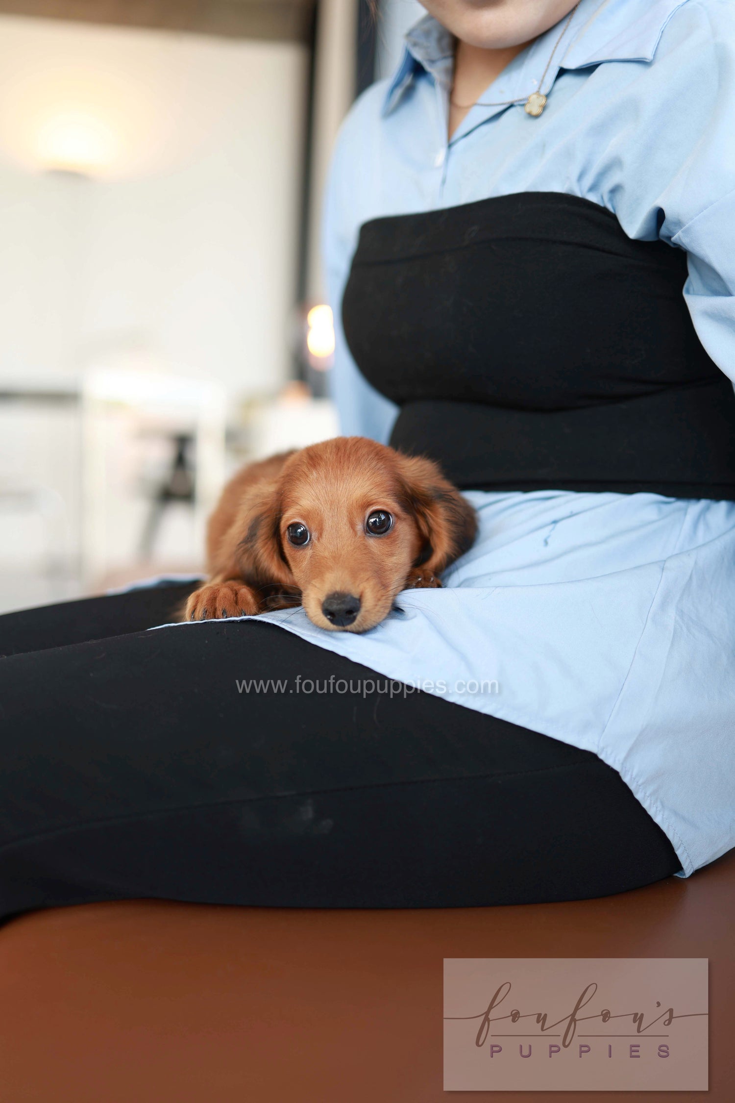 Chester - Dachshund M.