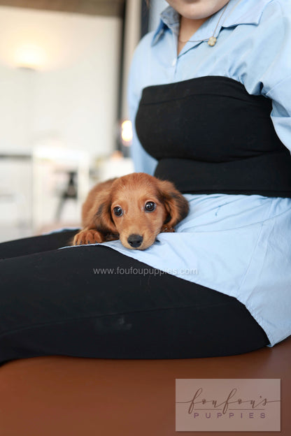 Chester - Dachshund M.