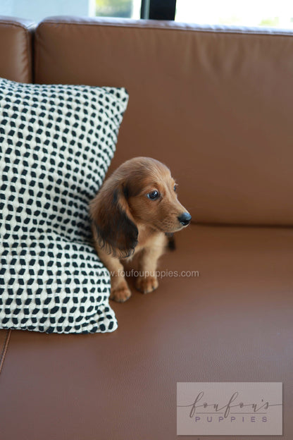 Chester - Dachshund M.