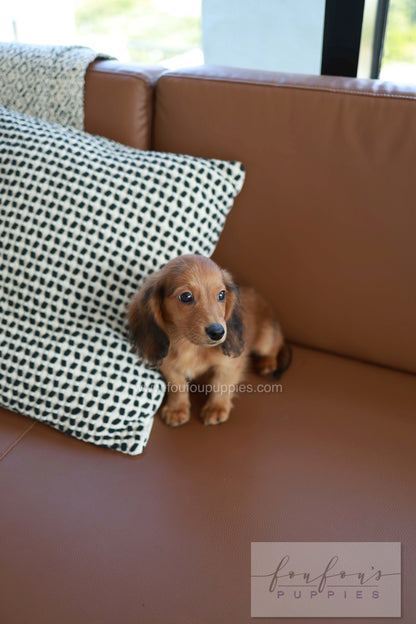 Chester - Dachshund M.