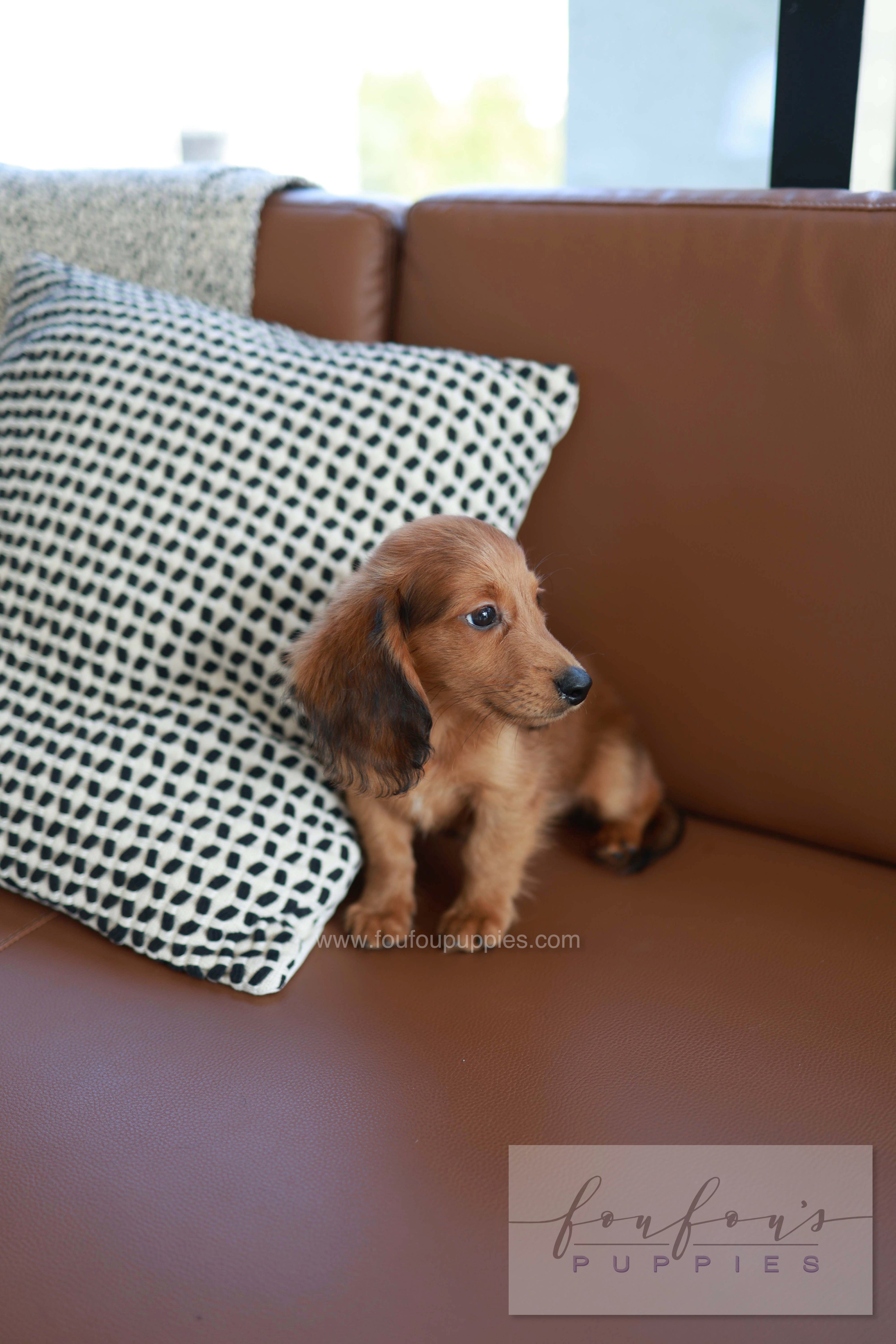 Chester - Dachshund M.