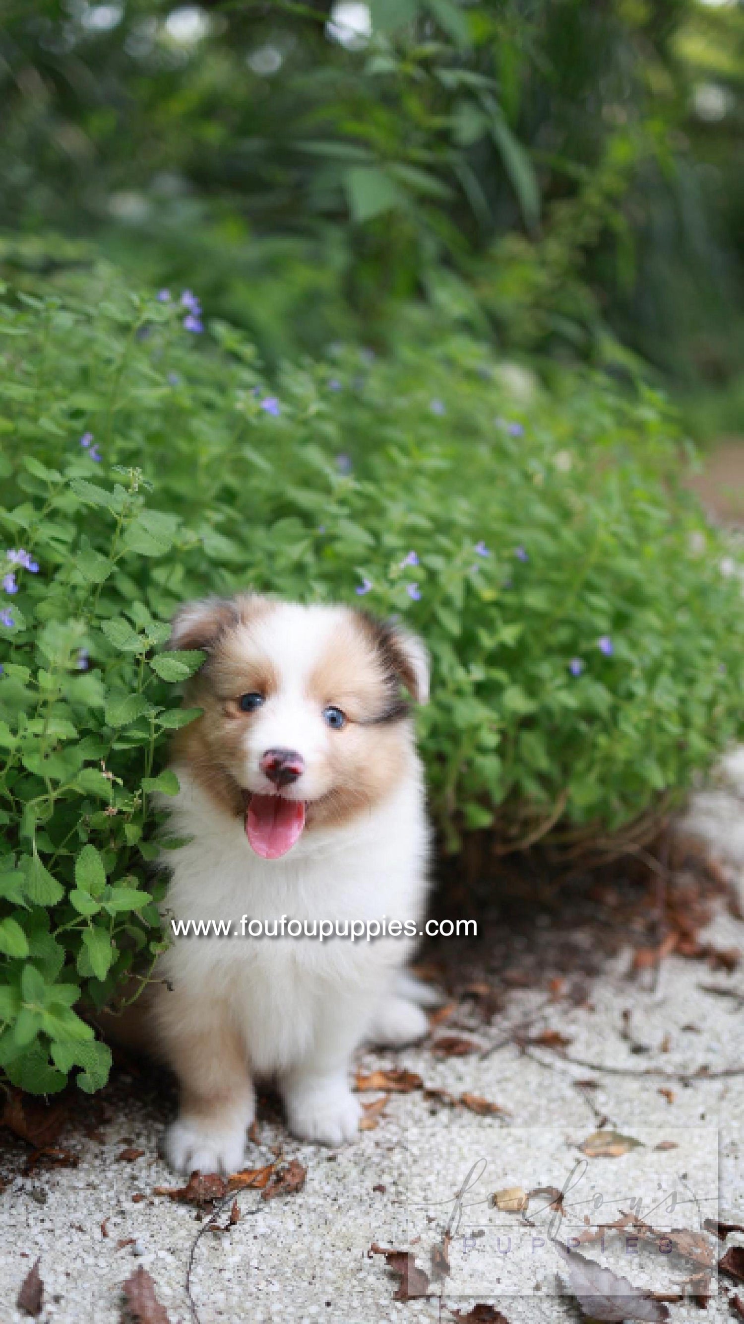 Koda - Shetland Sheepdog M.
