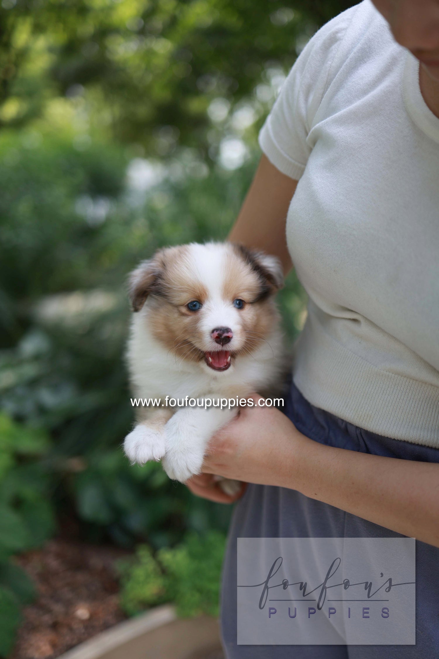 Koda - Shetland Sheepdog M.