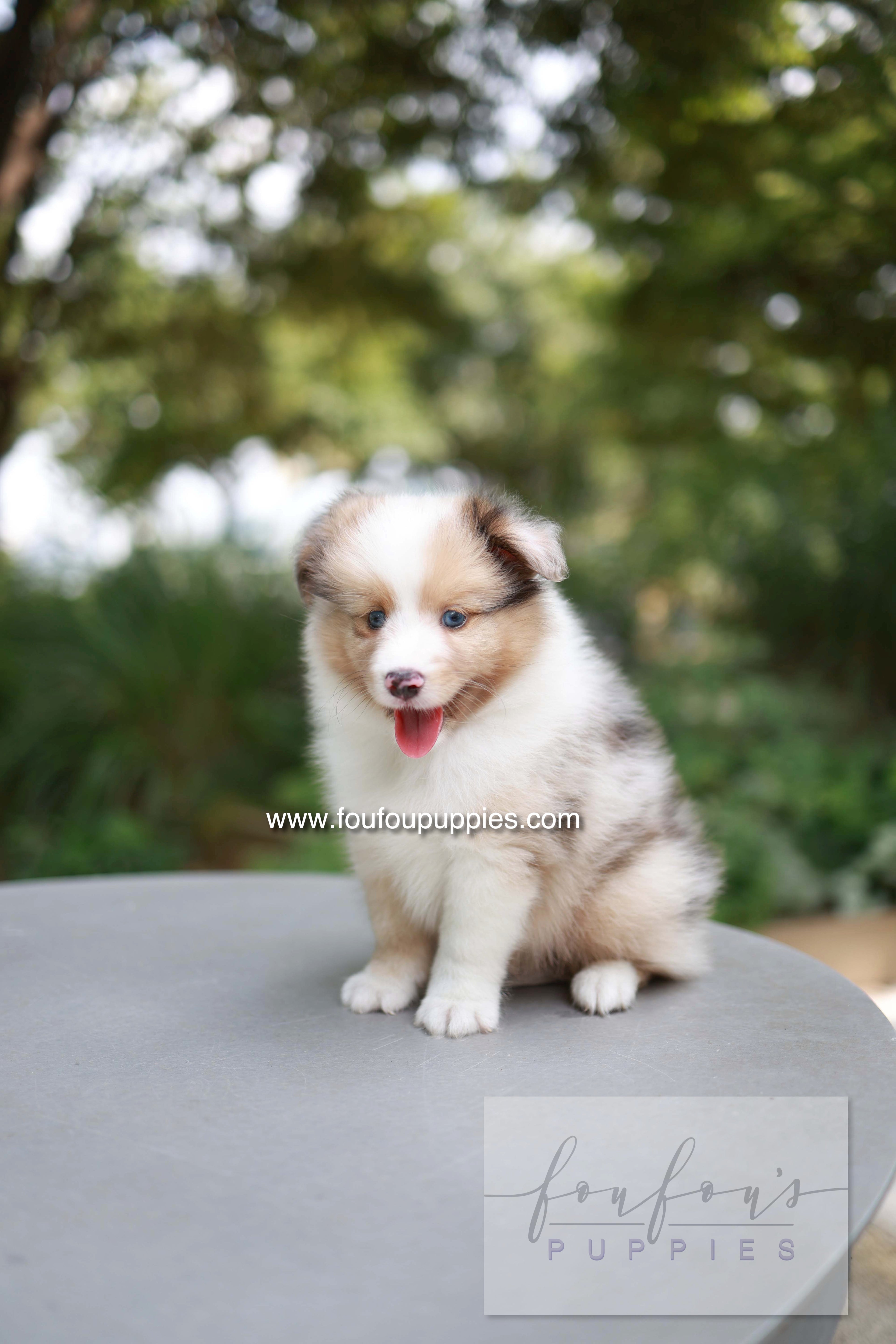 Koda - Shetland Sheepdog M.