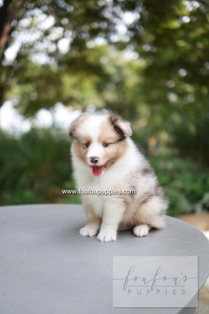 Koda - Shetland Sheepdog M.