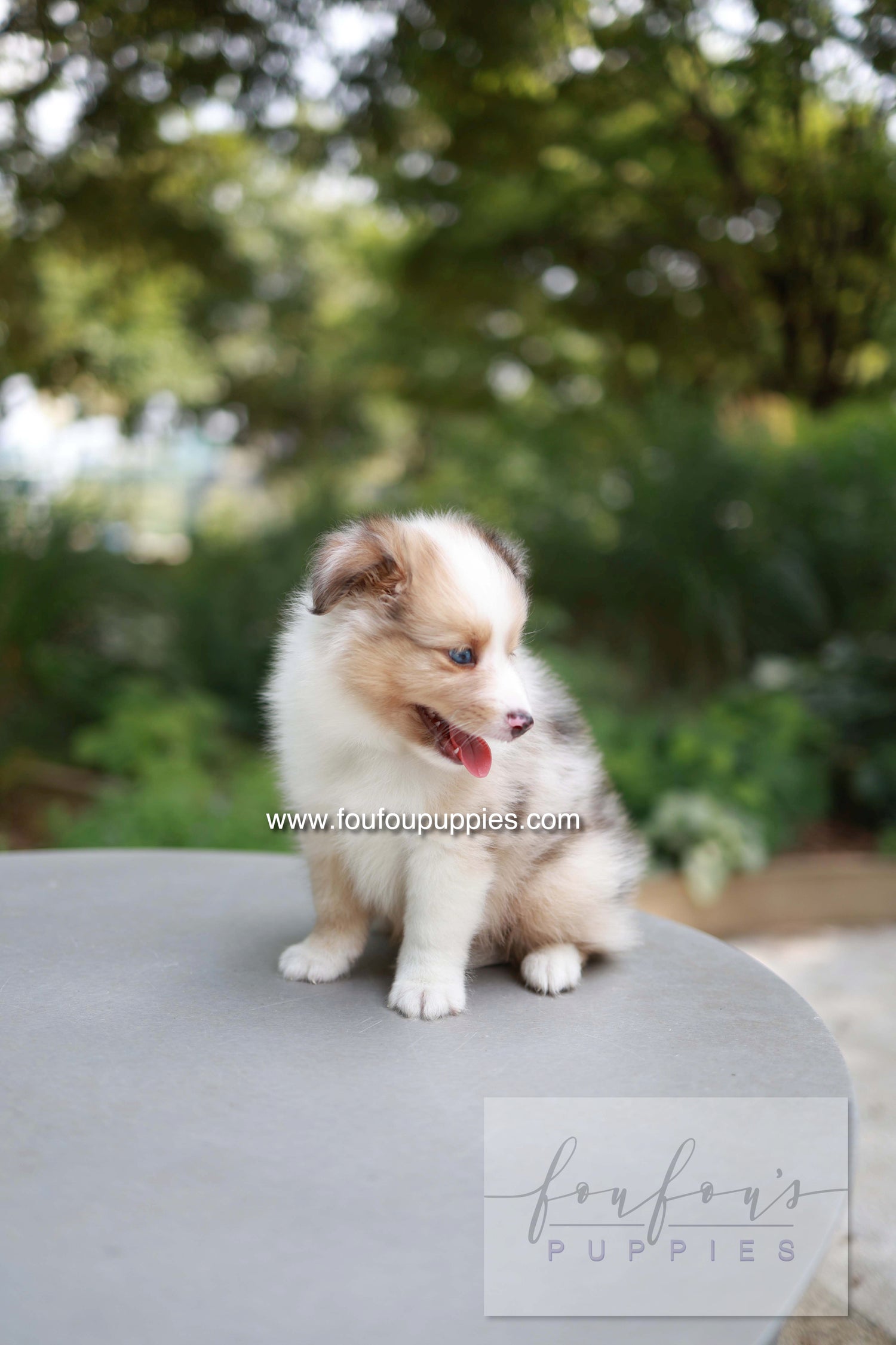 Koda - Shetland Sheepdog M.