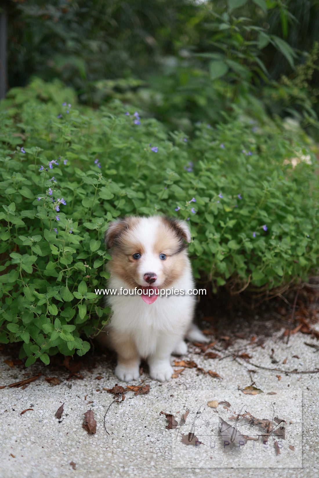 Koda - Shetland Sheepdog M.
