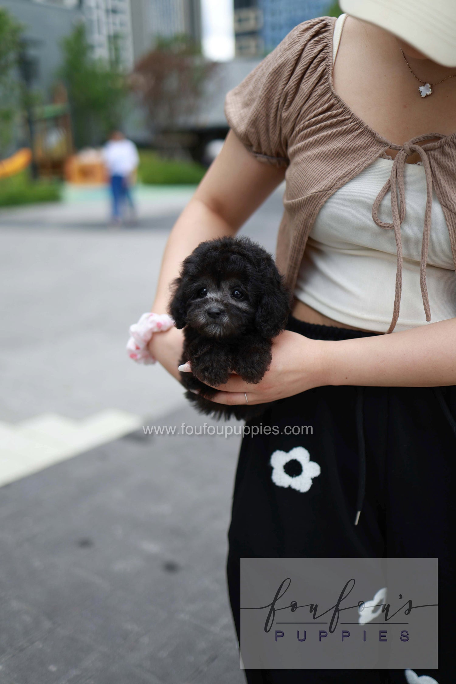 Dahlia - Poodle F.